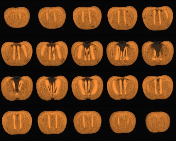 Persimmon, sagittal view, MRI