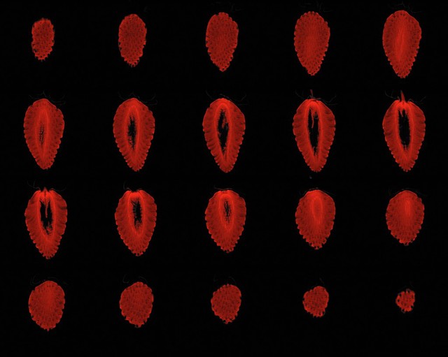 Strawberry, sagittal view, MRI