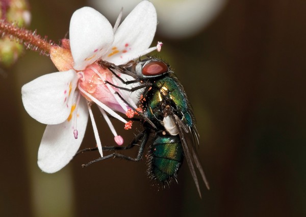 lucillia coeruleiviridis (Blow-fly) on saxifrage umbrosa