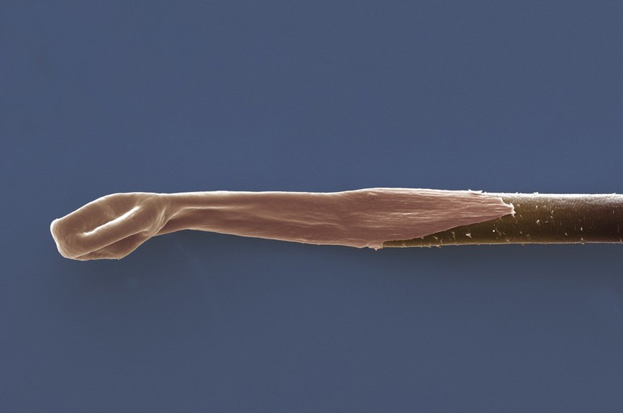 Human hair with follicle attached (Chinese origin), SEM