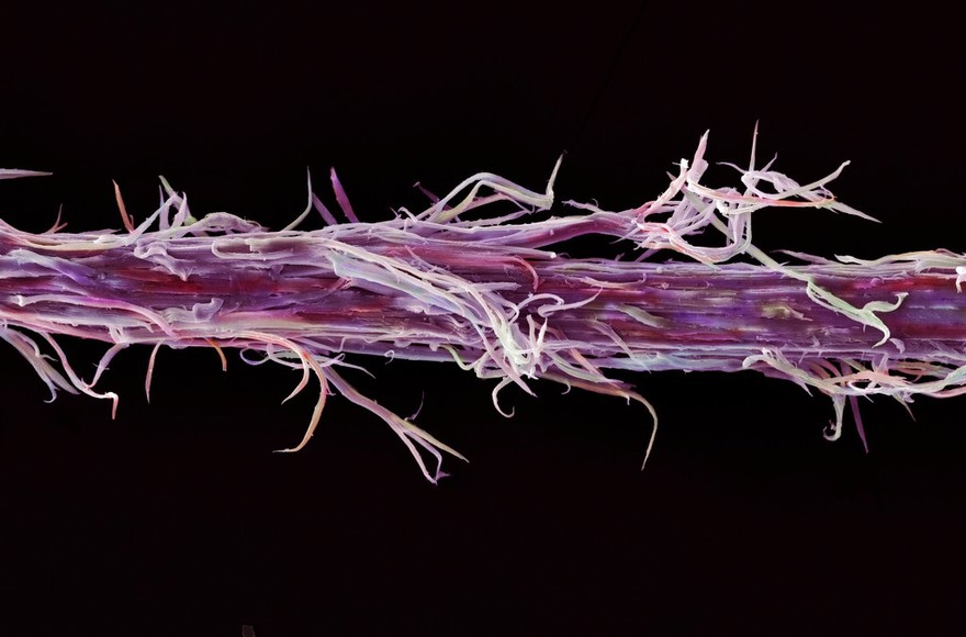 Damaged human hair, bleached and straightened, SEM