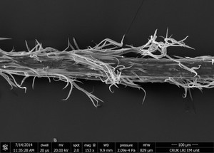 view Damaged human hair, bleached and straightened, SEM