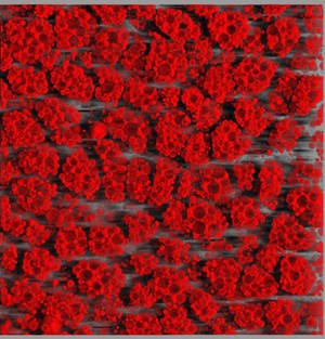 view Brown Adipose tissue, murine, THG