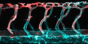 view Blood vessels in the head of a zebrafish embryo