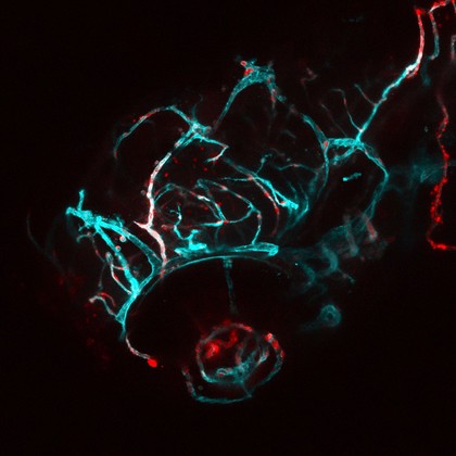 Blood vessels in the head of a zebrafish embryo