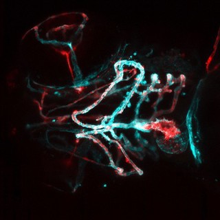 Blood vessels in the head of a zebrafish embryo