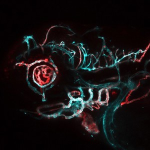 view Blood vessels in the head of a zebrafish embryo