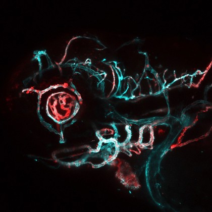 Blood vessels in the head of a zebrafish embryo