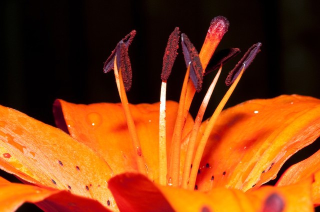 Tiger Lily