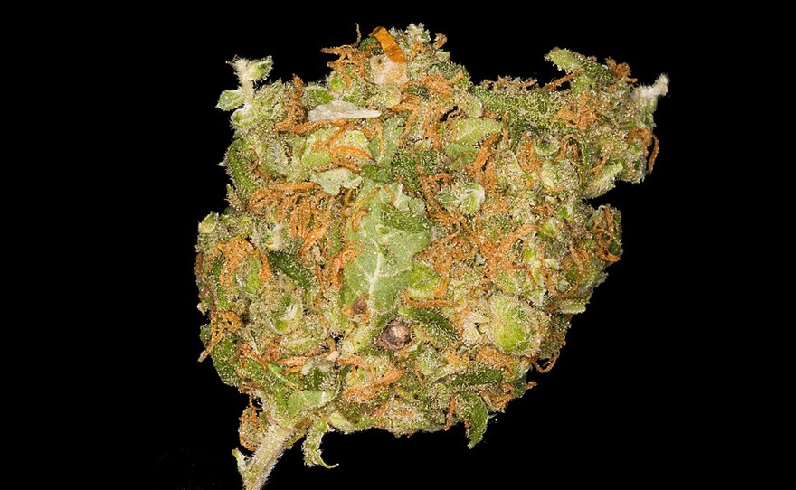 Marijuana: Blue cheese strain