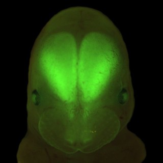 Mouse embryo head viewed from the front