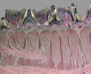 view Cat tongue, cross section