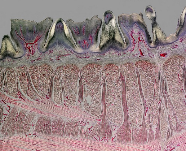 Cat tongue, cross section