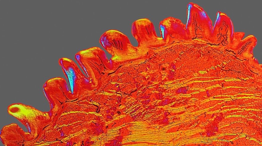 Cat tongue, cross section.