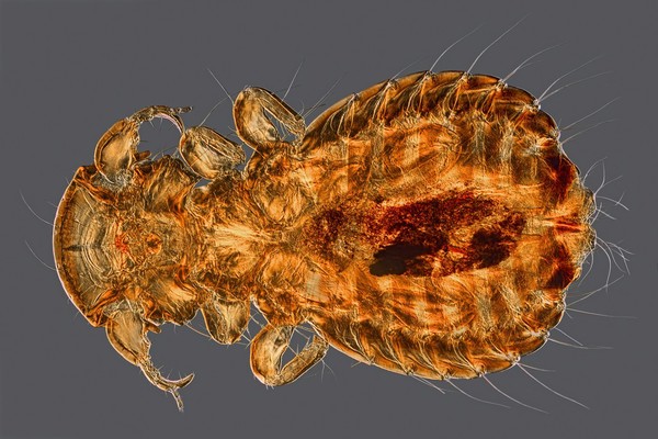 Peacock louse