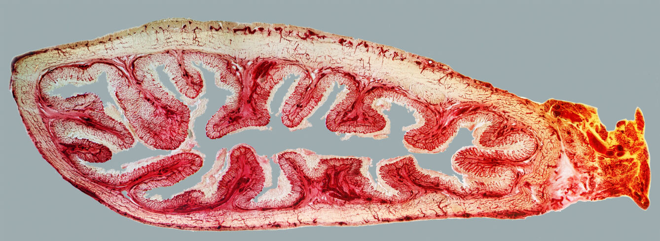 Stomach from a neonatal dog, longitudinal section
