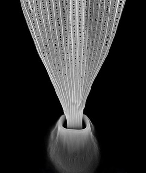 view Moth wing scale, SEM