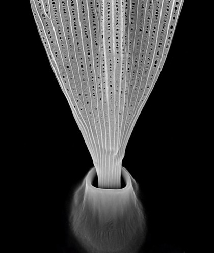 Moth wing scale, SEM