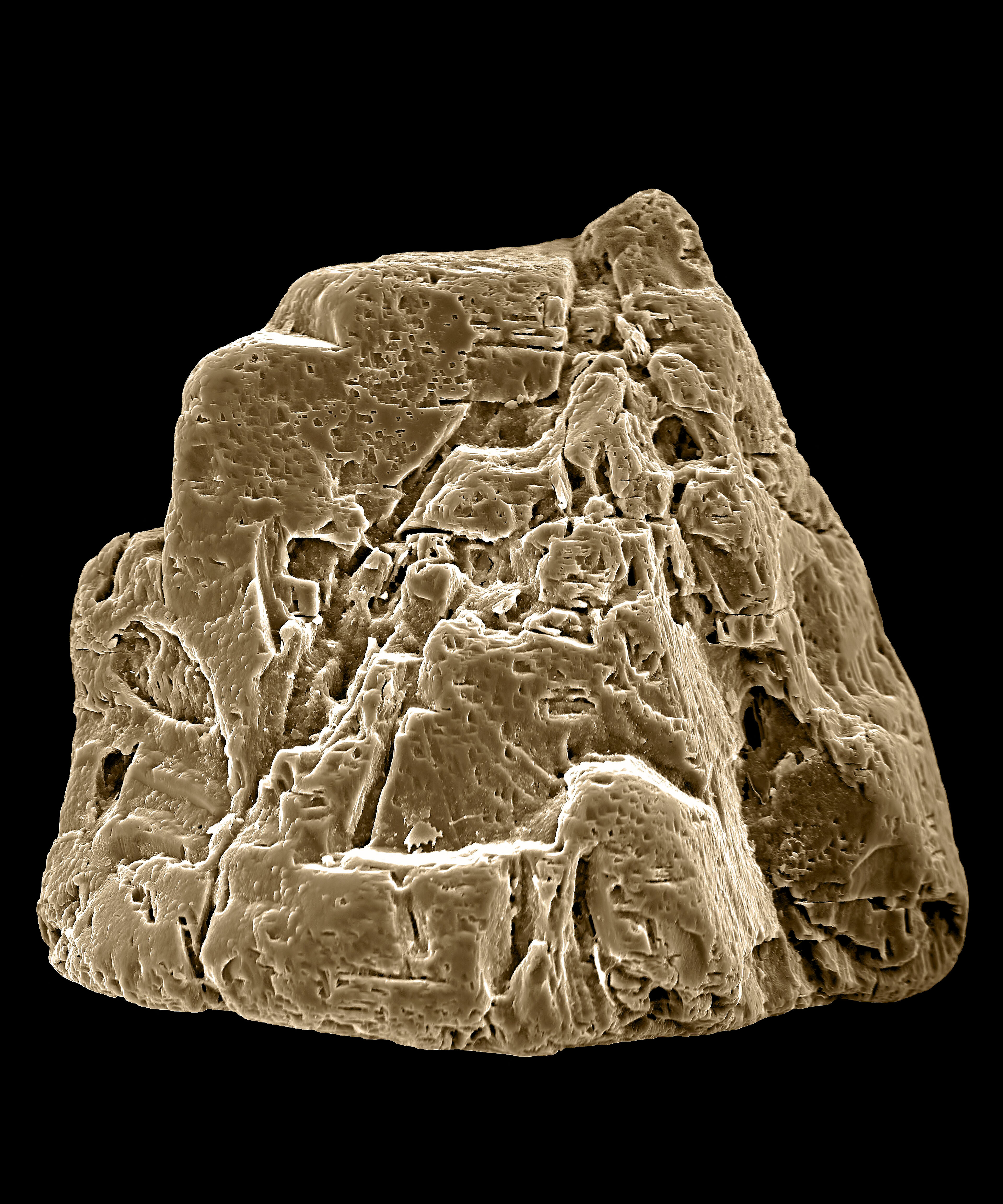 Single Grain Of Sand Sem Wellcome Collection