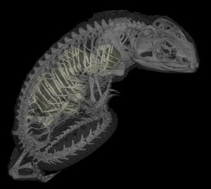 view Tuatara skeleton with eggs, micro-CT