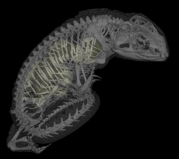 Tuatara skeleton with eggs, micro-CT