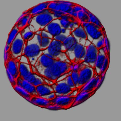 Mouse blastocyst 3.5 days after fertilisation