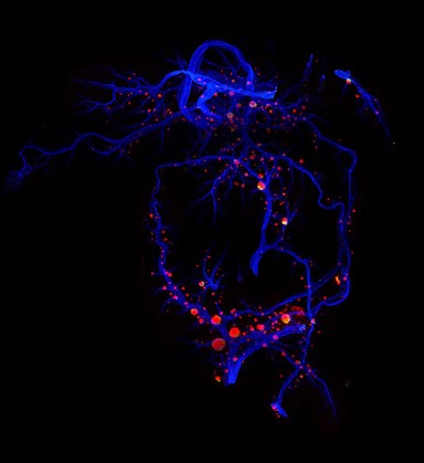 Murine pancreas, SPIM