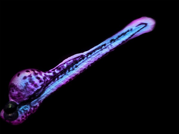 2-day old zebrafish viewed under a stereo microscope, LM