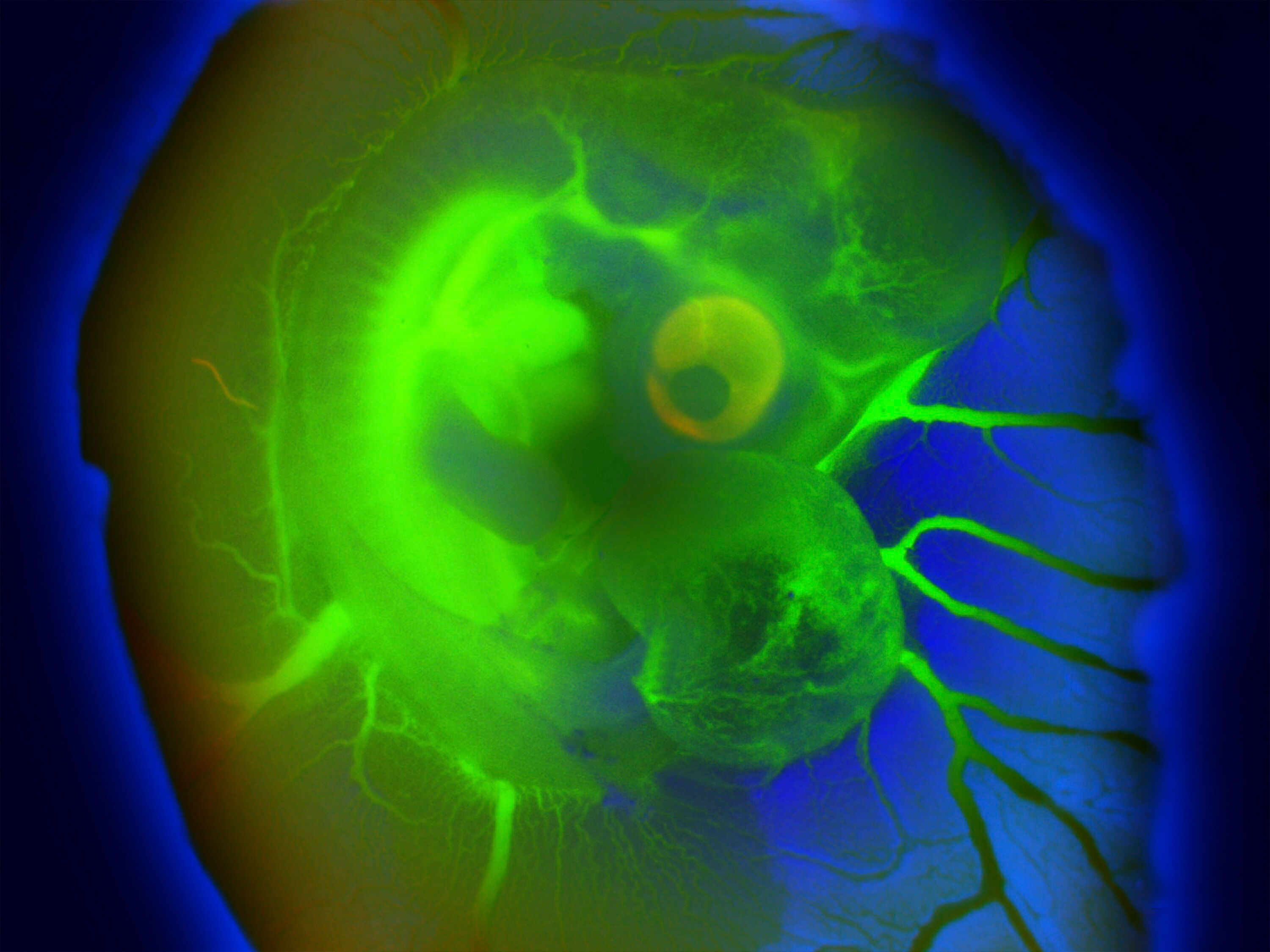 6day old chick embryo viewed under a stereo microscope, LM