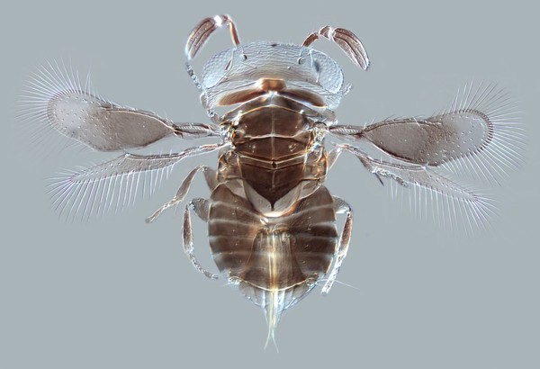 Parasitoid wasp Wallaceaphytis kikiae, LM.