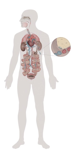 view Reduced oxygen affects human organs, conceptual artwork