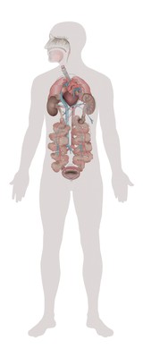 Reduced oxygen affects human organs, conceptual artwork