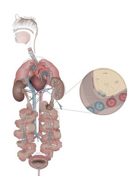 Reduced oxygen affects human organs, conceptual artwork