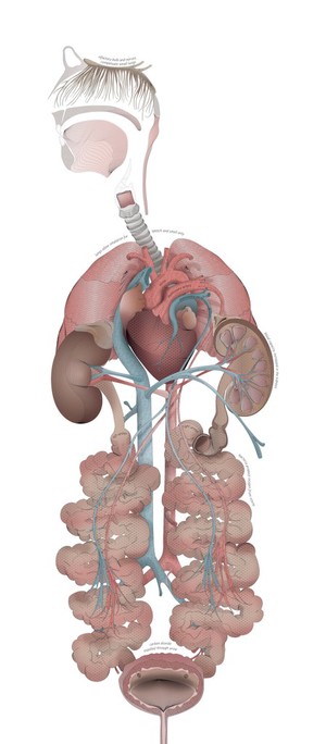 view Reduced oxygen affects human organs, conceptual artwork