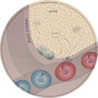 Reduced oxygen affects human organs, conceptual artwork