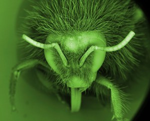 view Head of a bumble bee (Bombus), SEM