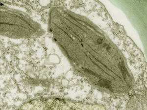 view Chloroplast in a bean leaf, TEM