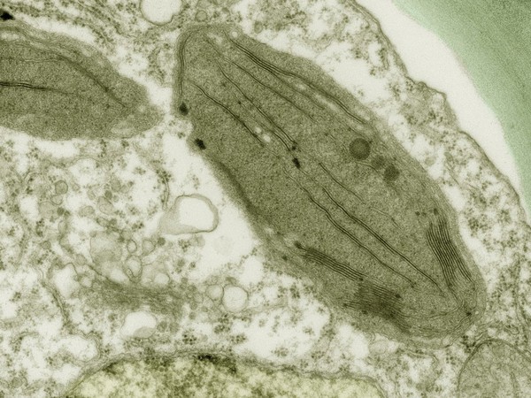 Chloroplast in a bean leaf, TEM