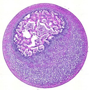 view Cartilage, trabecular bone and bone marrow in a mouse femur