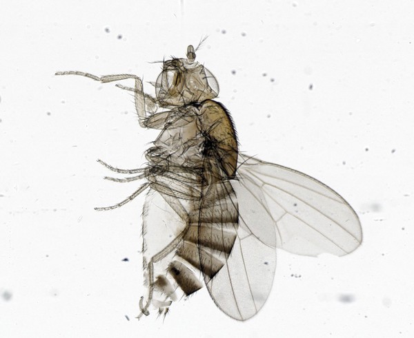 Fruit fly (Drosophila melanogaster) larva, LM