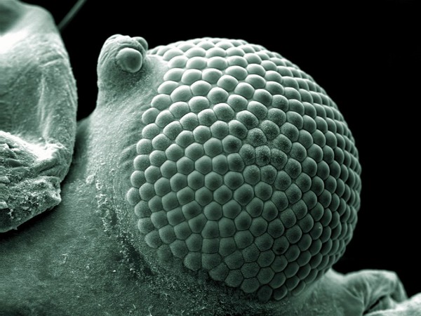 Greenfly eye, SEM.