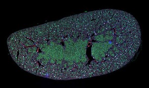 view Mouse kidney