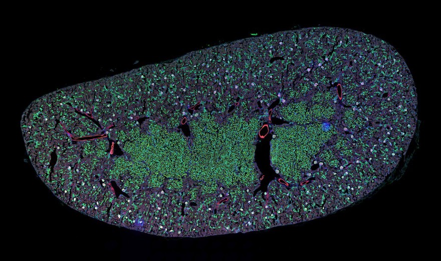 Mouse kidney