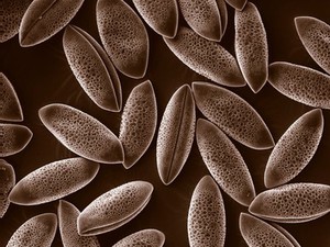 view Pollen grains, Agapanthus, SEM