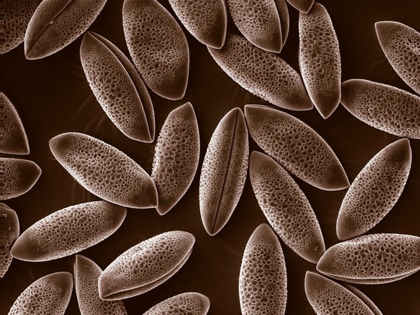 Pollen grains, Agapanthus, SEM
