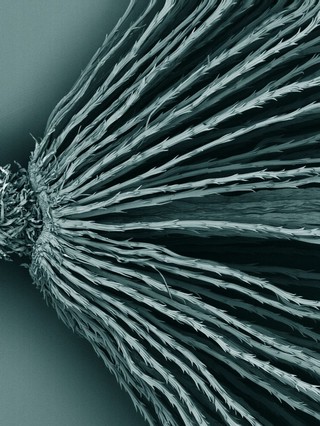 Feathery hairs on the top of a plant seed, SEM