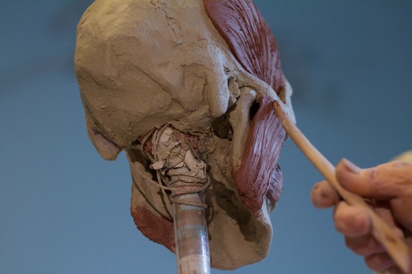 Human head sculpted in clay, skull with first set of muscles