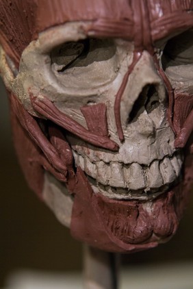 Human head sculpted in clay, facial muscles of expression