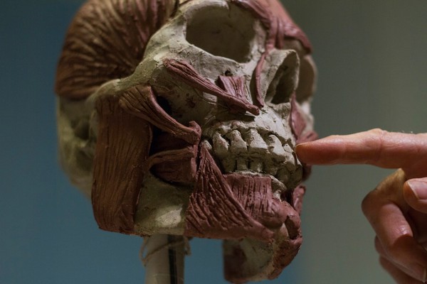 Human head sculpted in clay, major facial muscles