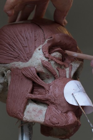 view Human head sculpted in clay, facial muscles